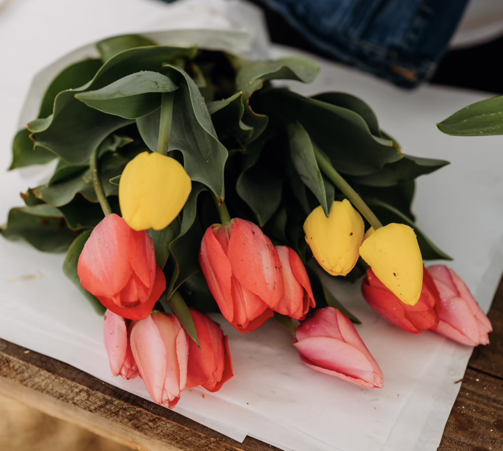Tulip Varieties
